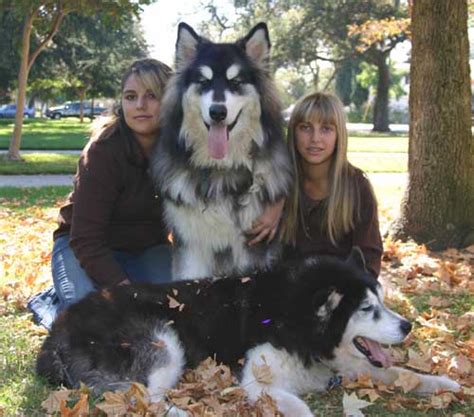 HudsonsMalamutes.com / AlaskanMalamute.us - AKC/OFA Gentle Giant Alaskan Malamutes bred for ...