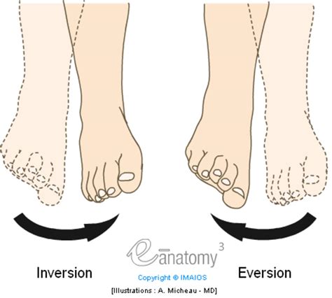 Inversion Of The Foot