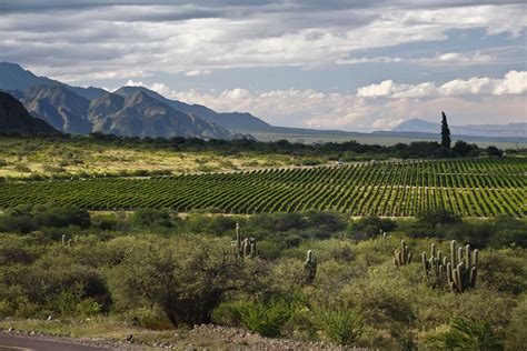 Wine Wednesdays: Exploring Argentine Malbec - DIVINE