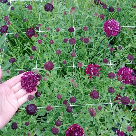 How to Grow Scabiosa — Three Acre Farm