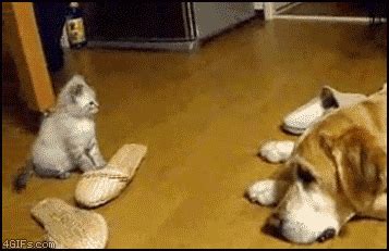 Cute cat - Reaction GIFs