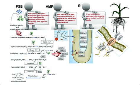 | Synergetic role of among arbuscular mycorrhizal fungi (AMF),... | Download Scientific Diagram