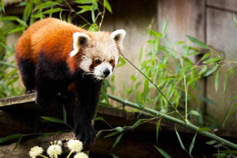 Red Panda | Le petit panda, panda roux, panda fuligineux ou … | Flickr