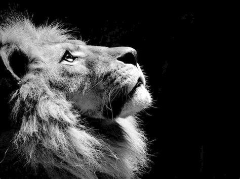 Dark Lion Wallpapers posted by John Johnson