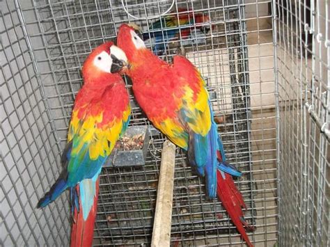 Scarlet Macaw For Sale | Parrots | Breed Information | Omlet