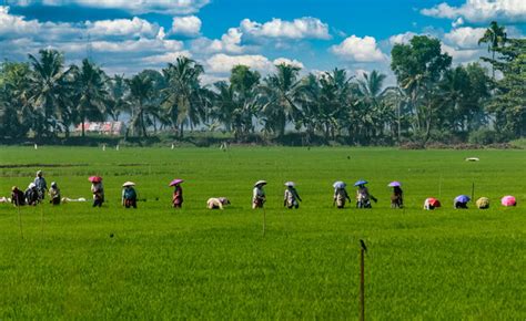 "Rice Planting" Images – Browse 2,871 Stock Photos, Vectors, and Video ...