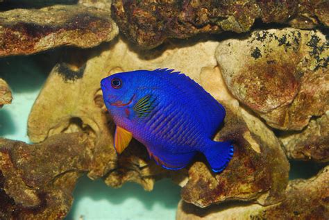 Reef Safe Angelfish | Best Agelfish for Reef Tanks | The Pet Supply Guy