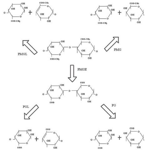 Enzymatic mode of action of PMGL, PMG, PGL and PG on the pectin... | Download Scientific Diagram