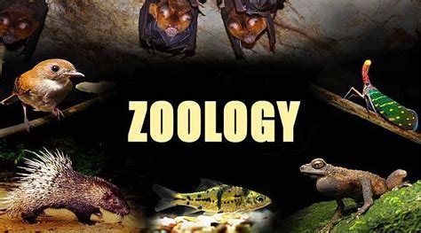 Best Colleges to Study Zoology in the USA - 2022 HelpToStudy.com 2023