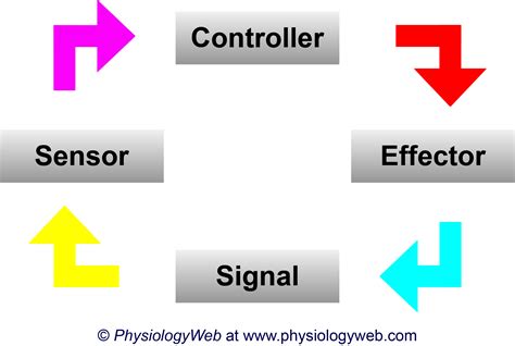 Physiology Illustration: Components of simple feedback loops. (high ...