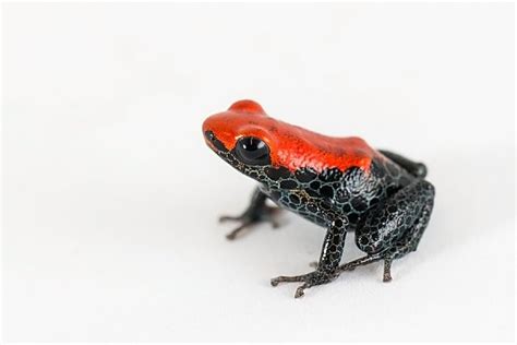 Red-backed Poison Dart Frog | Online Learning Center | Aquarium of the Pacific