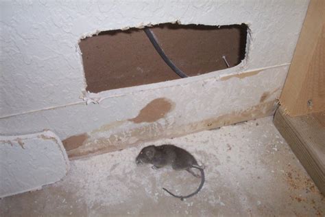 House Mice – Signs and Carcass Removal – Dead Animal