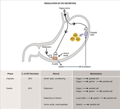 What Cells Secrete Gastrin