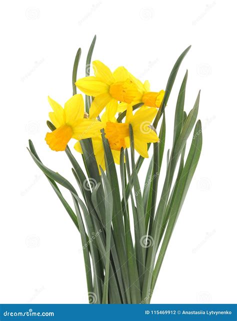 Bouquet of Yellow Daffodils. Stock Photo - Image of closeup, bright ...