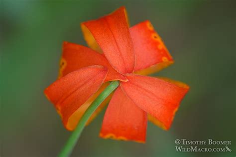 California Tiger Lily (Lilium pardalinum) - Wildflower Pictures | Wild ...