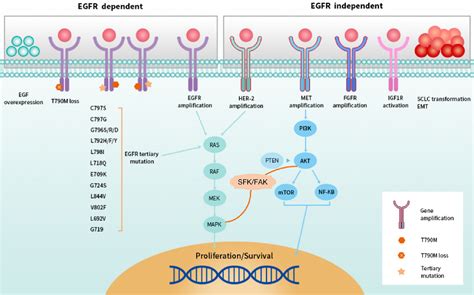 Figure 3 from Development of EGFR TKIs and Options to Manage Resistance of Third-Generation EGFR ...