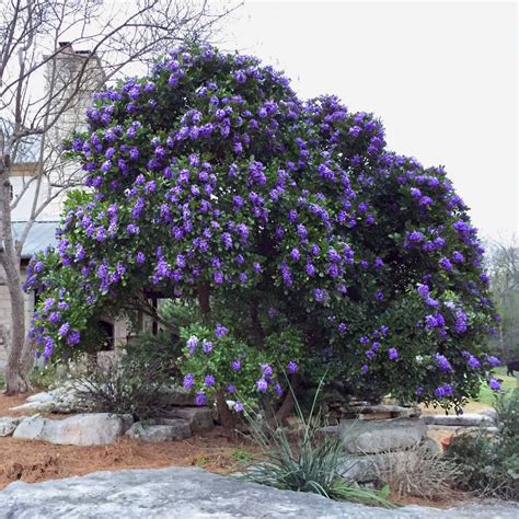 Sophora Secundiflora Texas Mountain Laurel Tree