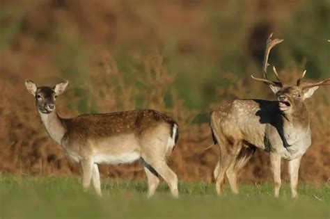 Wild deer from Margam Park to feature in a new form of 'game box' - Wales Online