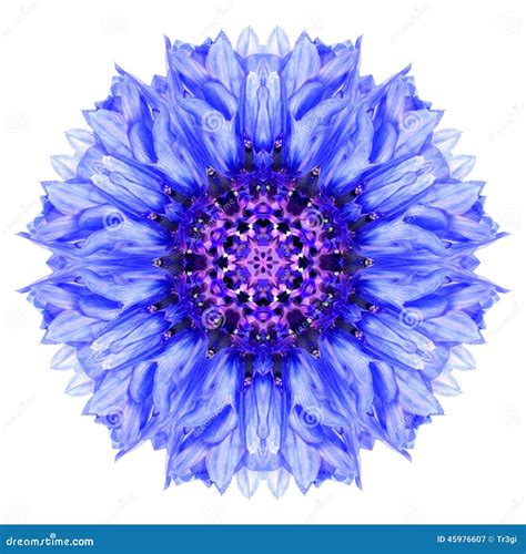 Fiordaliso Blu Mandala Flower Kaleidoscope Isolated Su Bianco Immagine ...