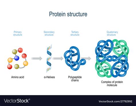 Levels protein structure from amino acids Vector Image