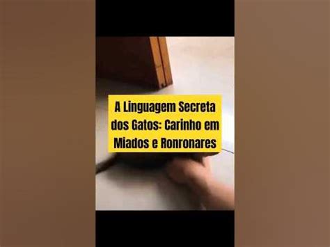 A Linguagem Secreta dos Gatos: Carinho em Miados e Ronronares ️😼🫶 - YouTube