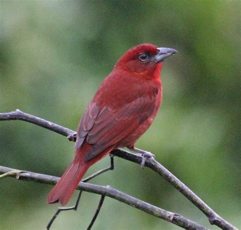 Piranga Flava - Hepatic Tanager - USA Birds