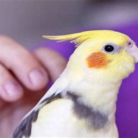 How long do pet birds last? - DIY Seattle