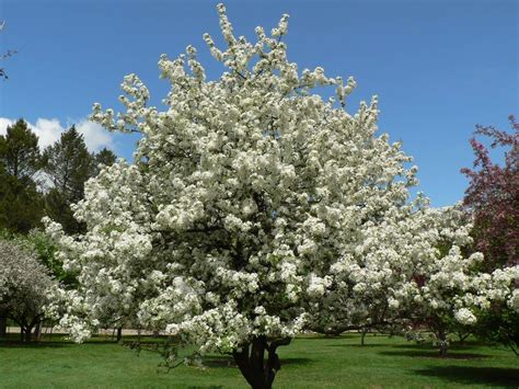 White flowering crabapple | Flowering crabapple, Crab apple, Plants