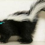 Cool Skunk Meme Generator - Imgflip