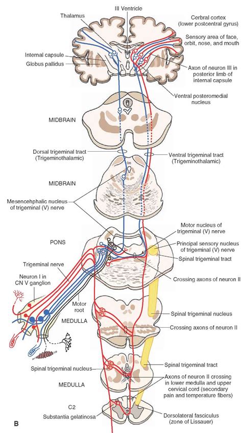 The Cranial Nerves (Organization of the Central Nervous System) Part 3