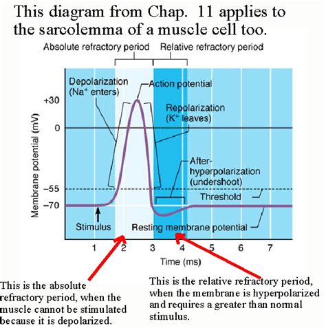 Relative Refractory Period Graph