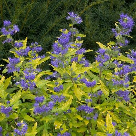 Bluebeard Shrubs | Plant Addicts