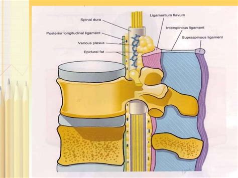 Anatomy of epidural space | PPT