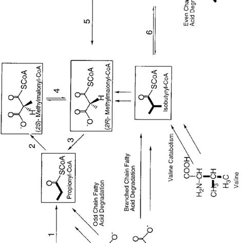 A, B. Polyketide synthase substrate routes. Potential substrates have ...