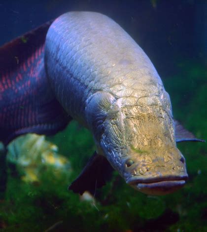 Environmental Monitor | Arapaima, Amazon River's largest fish, edging on extinction