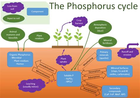 Homemade Phosphorus Fertilizer: Quick DIY Guide