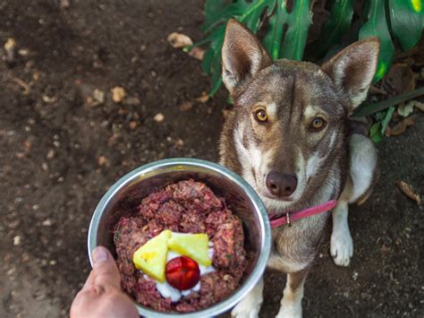 Raw Dog Food for Beginners: A Primer on Raw Food For Dogs · The Wildest