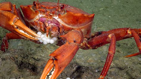 What conditions exist for life in the deep ocean? : Ocean Exploration Facts: NOAA Office of ...