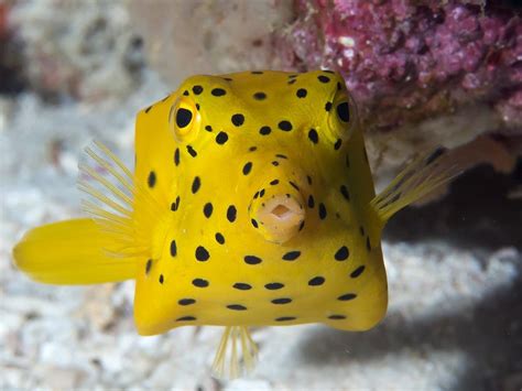 Boxfish: Profile and Information