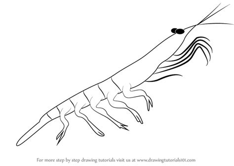 Learn How to Draw a Antarctic Krill (Antarctic Animals) Step by Step ...