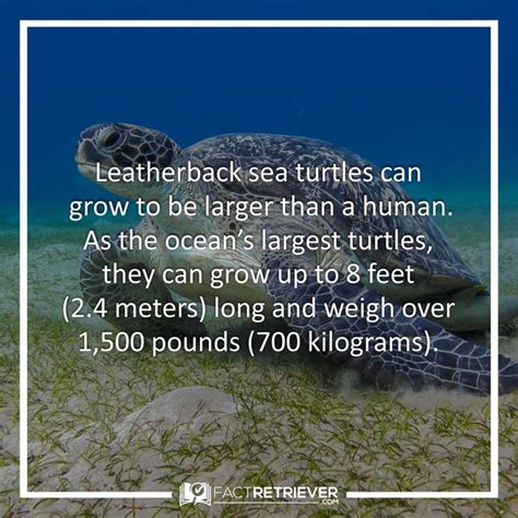 38 Interesting Sea Turtle Facts | Sea Turtle Facts | Turtle facts, Sea turtle facts, Sea turtle