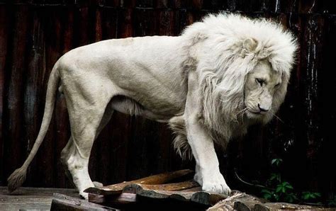 An Albino Lion (With images) | Albino lion, Rare albino animals, Albino ...