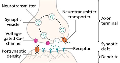 Neurotransmission - Wikipedia