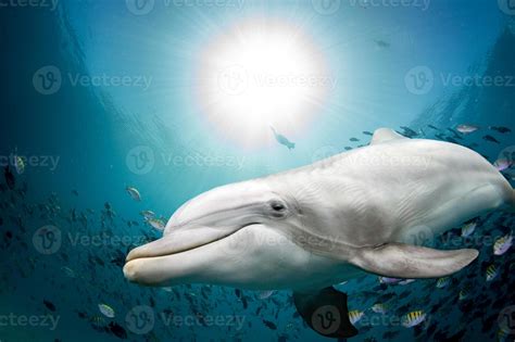 dolphin underwater on ocean background 19083808 Stock Photo at Vecteezy