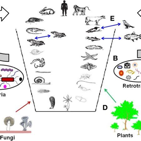 The current phylogenetic relationships in Metazoa. This tree was... | Download Scientific Diagram