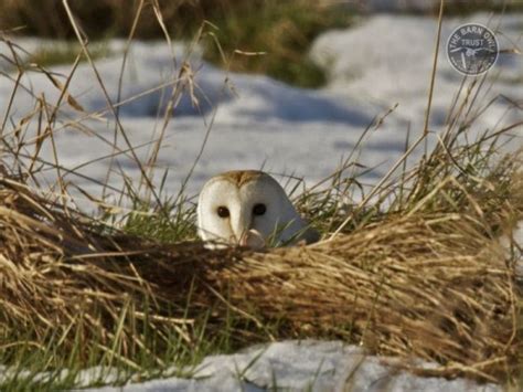 Barn Owls in their habitat - The Barn Owl Trust