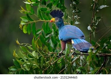 336 Turaco species Images, Stock Photos & Vectors | Shutterstock