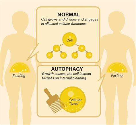 Autophagy-and-caloric-restriction - SevenPonds BlogSevenPonds Blog