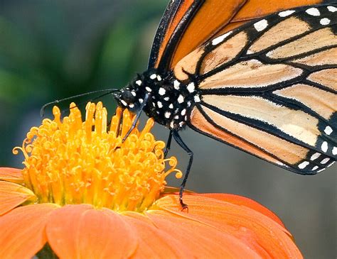 "Monarch Butterfly sip nectar from a Daisy flower" by Eyal Nahmias | Redbubble