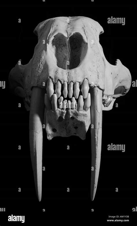 Saber Tooth Tiger Skull Front